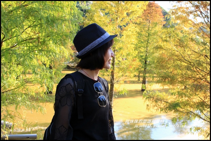 三灣落羽松24.JPG 三灣落羽松24.JPG