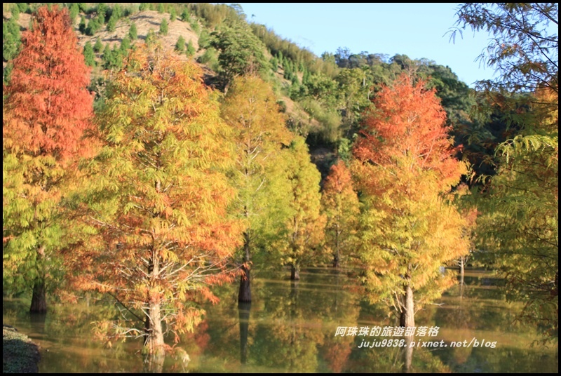 三灣落羽松27.JPG 三灣落羽松27.JPG