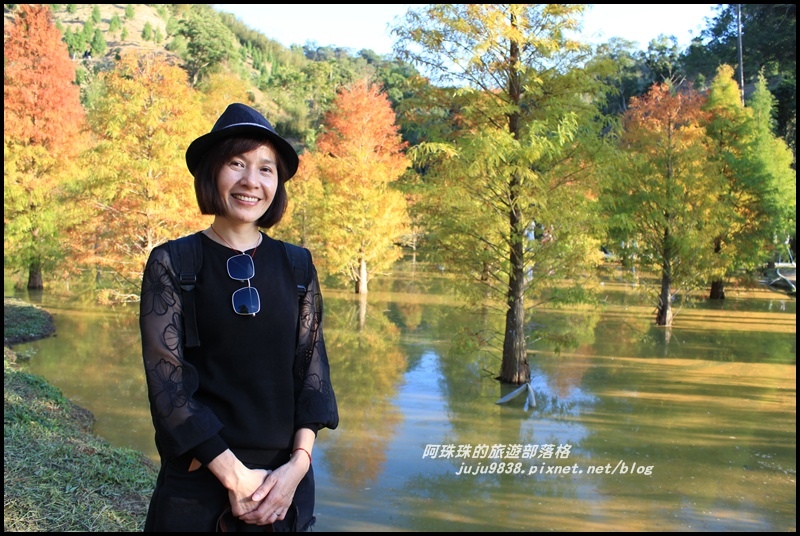 三灣落羽松30.JPG 三灣落羽松30.JPG