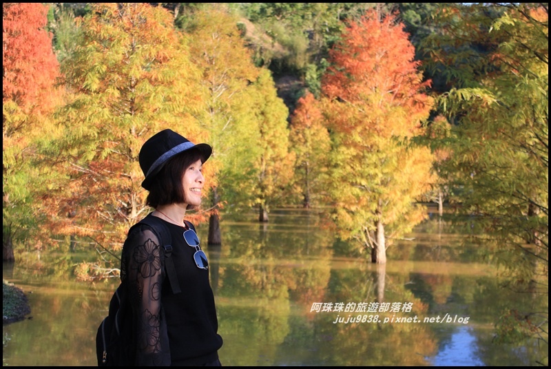 三灣落羽松29.JPG 三灣落羽松29.JPG