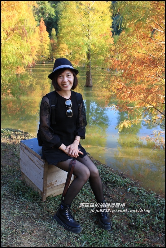 三灣落羽松32.JPG 三灣落羽松32.JPG