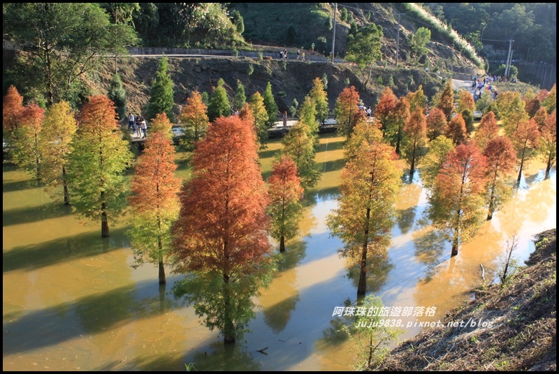 三灣落羽松35.JPG 三灣落羽松35.JPG