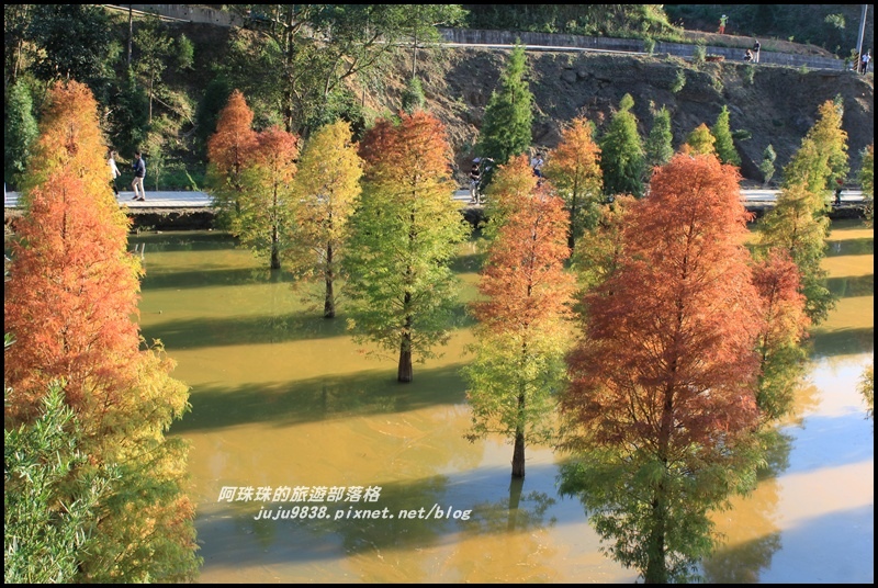 三灣落羽松34.JPG 三灣落羽松34.JPG