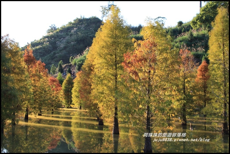 三灣落羽松38.JPG 三灣落羽松38.JPG