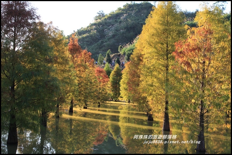 三灣落羽松37.JPG 三灣落羽松37.JPG