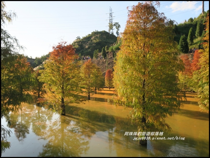 三灣落羽松42.JPG 三灣落羽松42.JPG