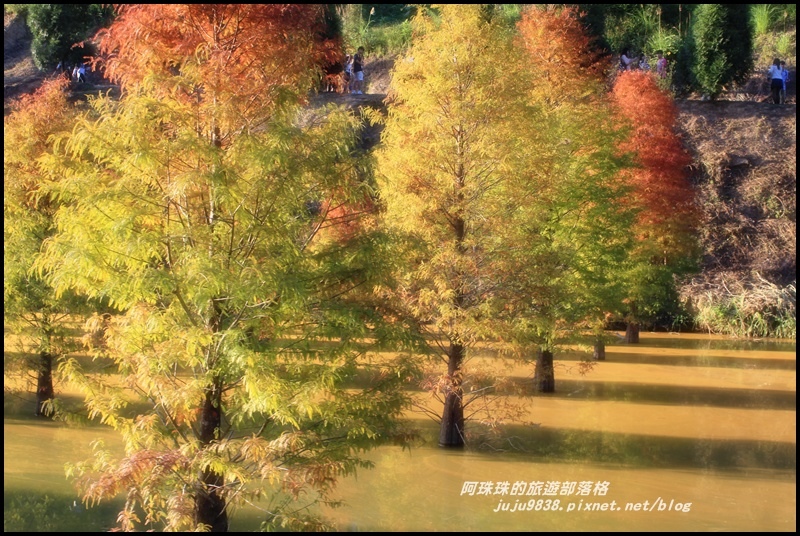 三灣落羽松41.JPG 三灣落羽松41.JPG