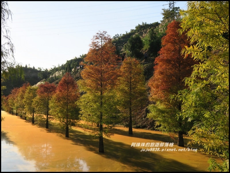 三灣落羽松43.JPG 三灣落羽松43.JPG