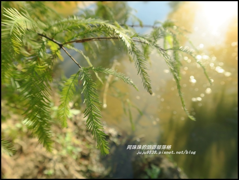 三灣落羽松44.JPG 三灣落羽松44.JPG