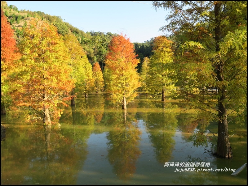 三灣落羽松45.JPG 三灣落羽松45.JPG