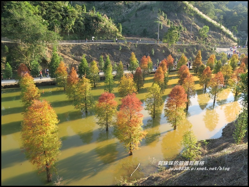 三灣落羽松47.JPG 三灣落羽松47.JPG