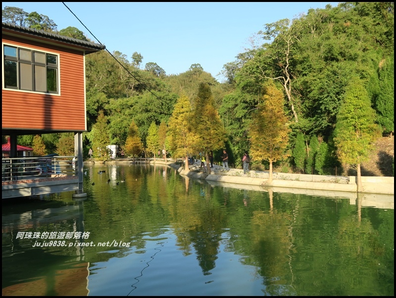 三灣落羽松46.JPG 三灣落羽松46.JPG