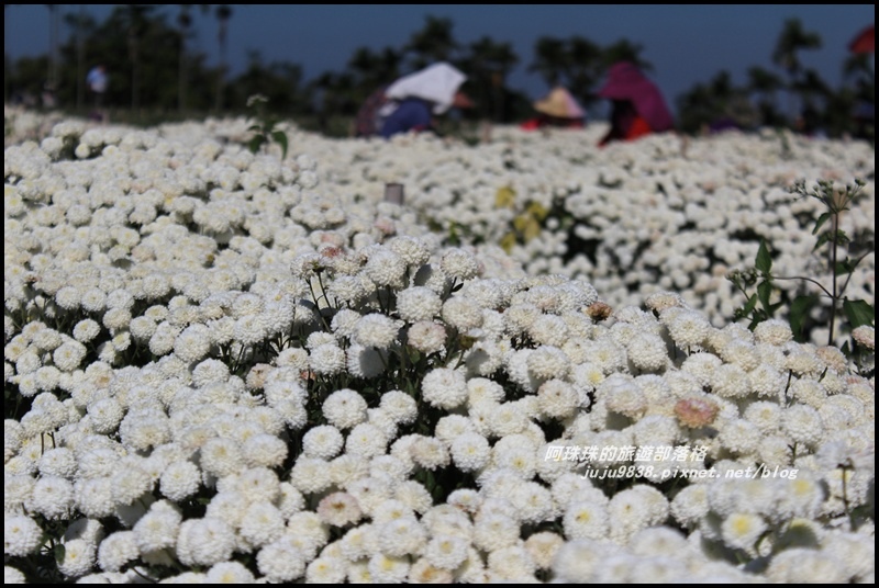 銅鑼杭菊11.JPG