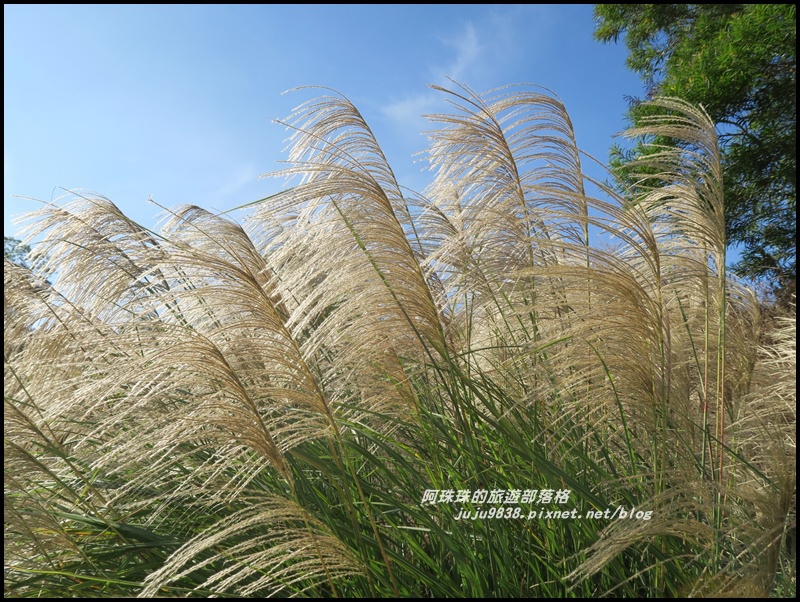 銅鑼杭菊26.JPG