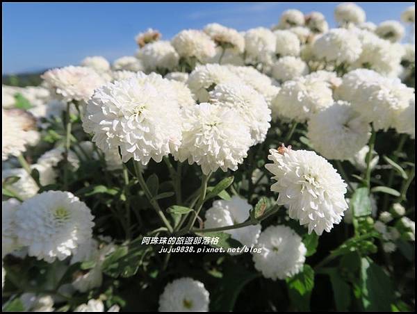 銅鑼杭菊29.JPG