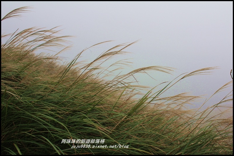 七星山東峰8.JPG 七星山東峰8.JPG