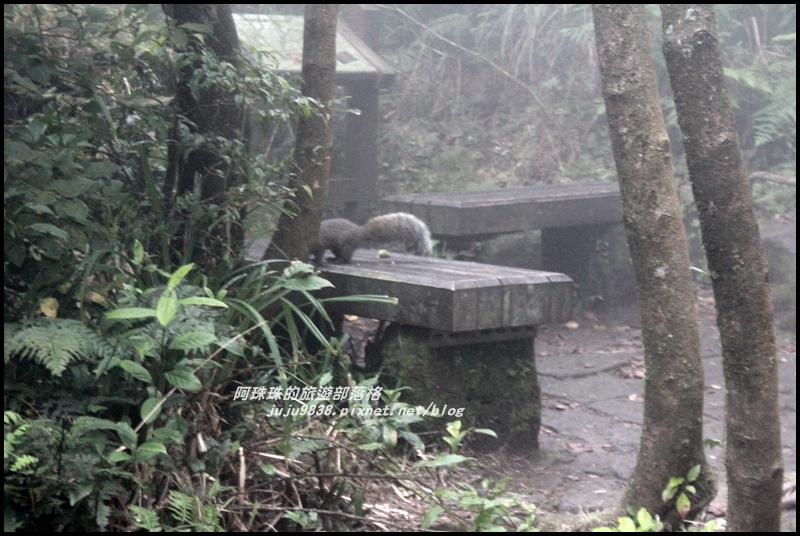 七星山東峰29.JPG 七星山東峰29.JPG