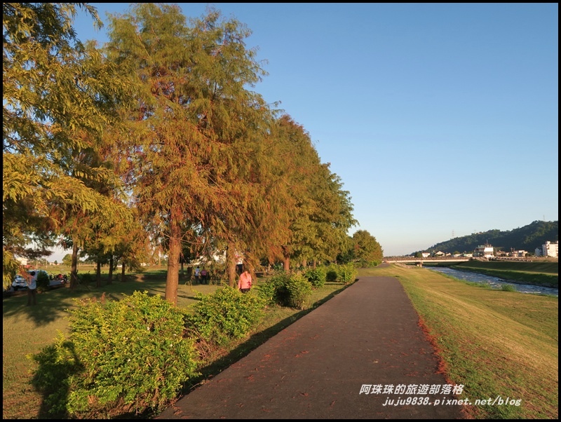 安農溪落羽松2.JPG 安農溪落羽松2.JPG