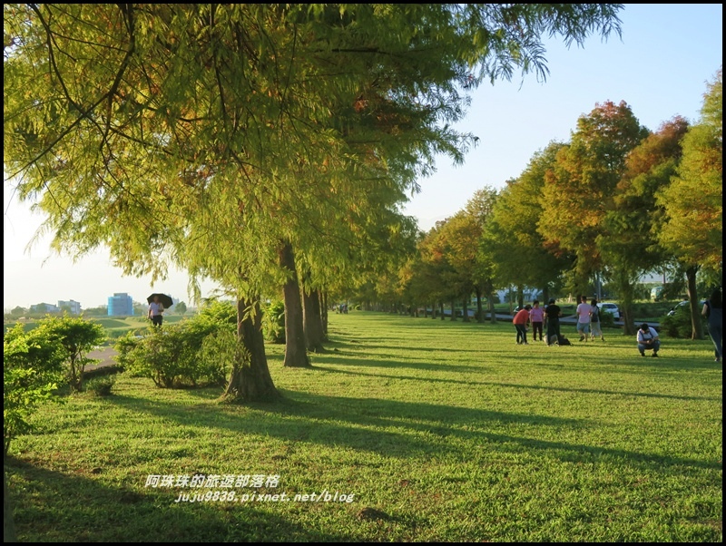 安農溪落羽松3.JPG 安農溪落羽松3.JPG