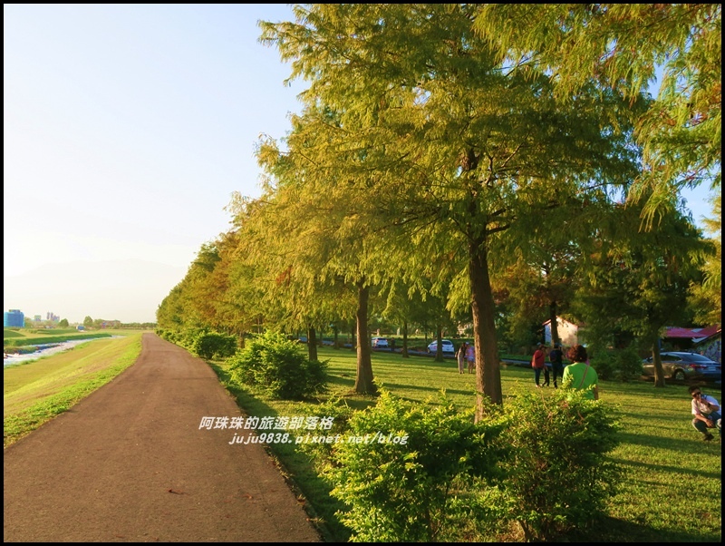 安農溪落羽松4.JPG 安農溪落羽松4.JPG