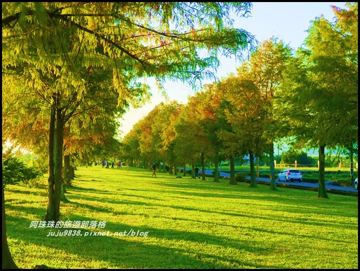 安農溪落羽松5.JPG 安農溪落羽松5.JPG