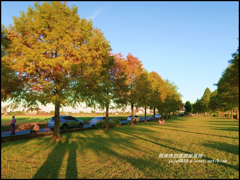 安農溪落羽松6.JPG 安農溪落羽松6.JPG