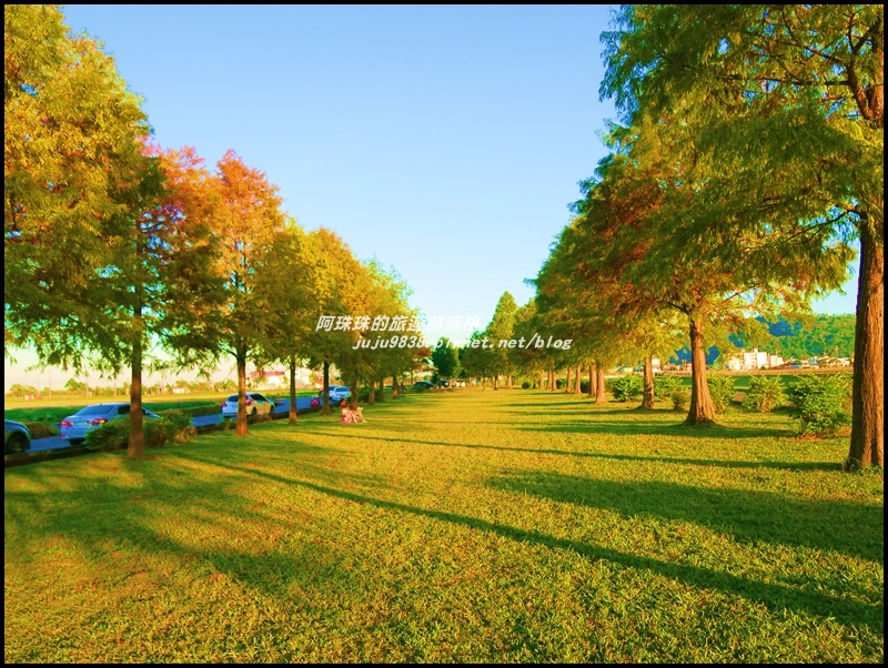 安農溪落羽松7.JPG 安農溪落羽松7.JPG