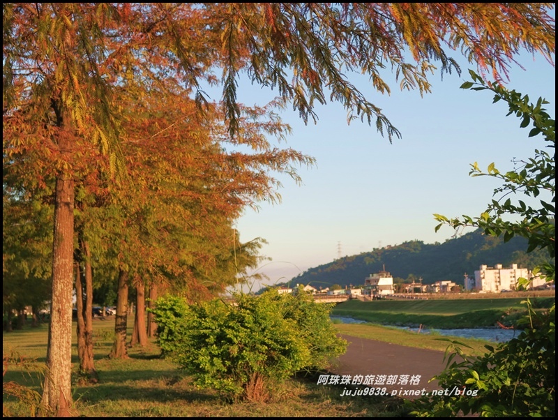 安農溪落羽松11.JPG 安農溪落羽松11.JPG