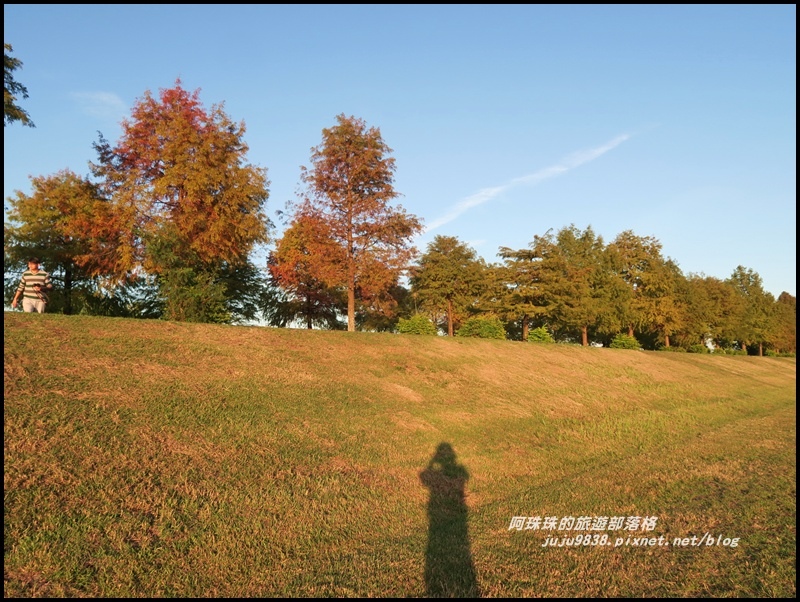 安農溪落羽松14.JPG 安農溪落羽松14.JPG