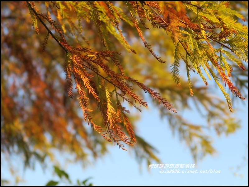 安農溪落羽松13.JPG 安農溪落羽松13.JPG