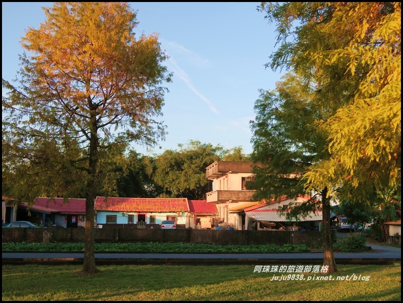 安農溪落羽松16.JPG 安農溪落羽松16.JPG