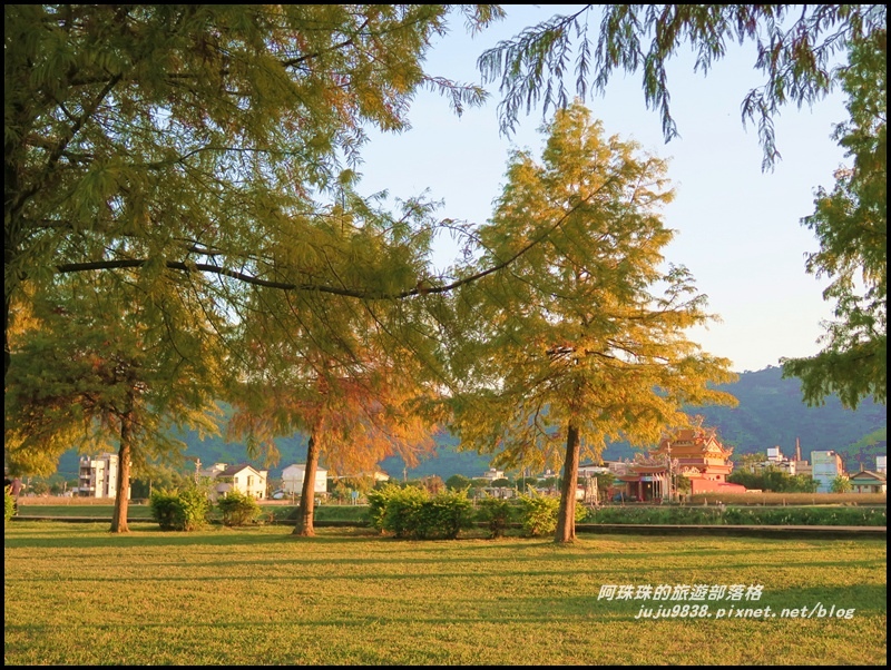 安農溪落羽松19.JPG 安農溪落羽松19.JPG