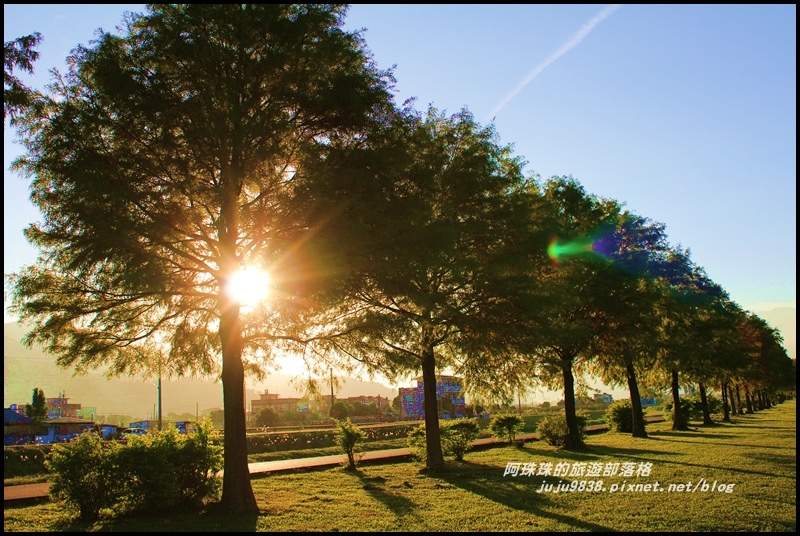 安農溪落羽松20.JPG 安農溪落羽松20.JPG