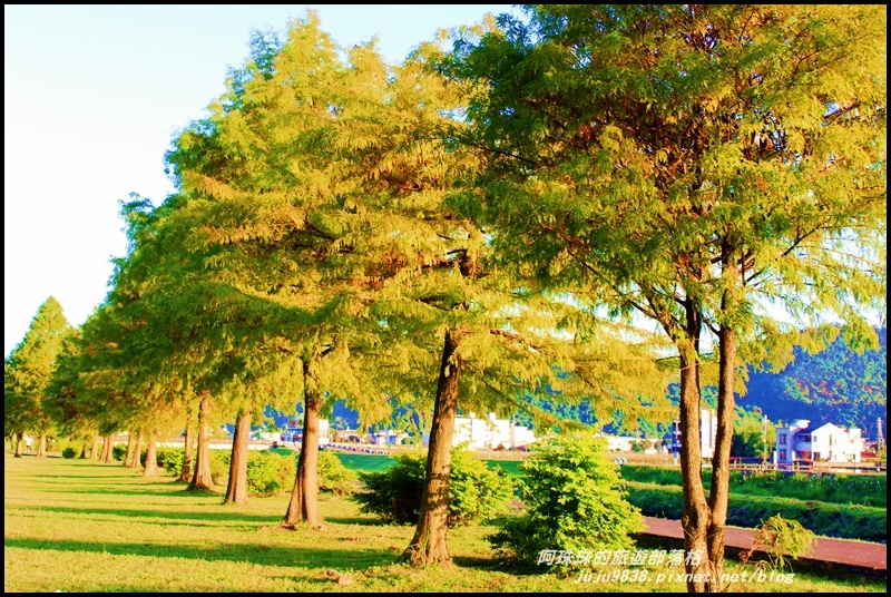 安農溪落羽松25.JPG 安農溪落羽松25.JPG