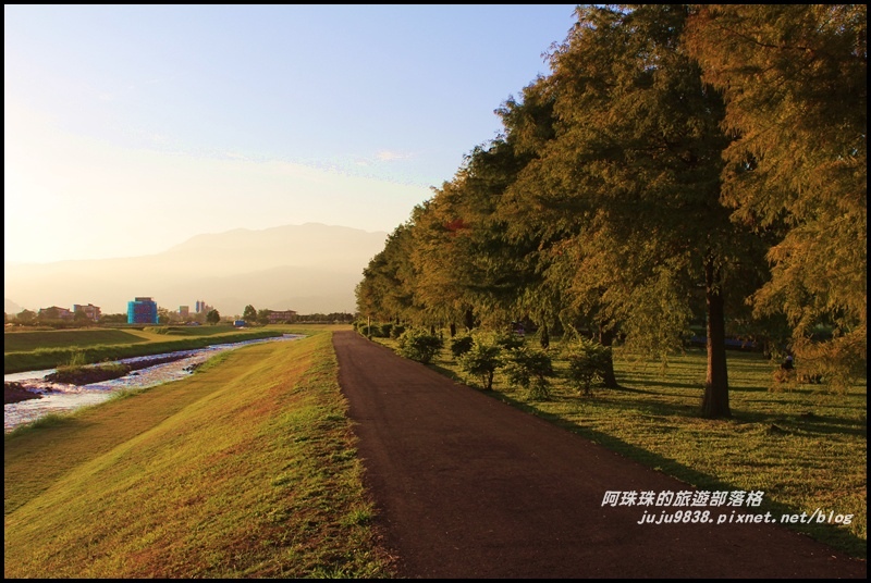 安農溪落羽松26.JPG 安農溪落羽松26.JPG