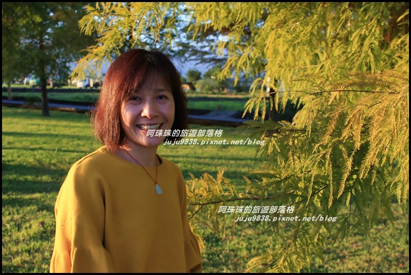 安農溪落羽松27.JPG 安農溪落羽松27.JPG