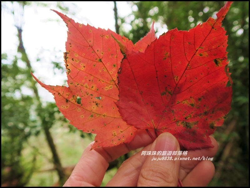 鳶嘴稍來步道10.JPG 鳶嘴稍來步道10.JPG