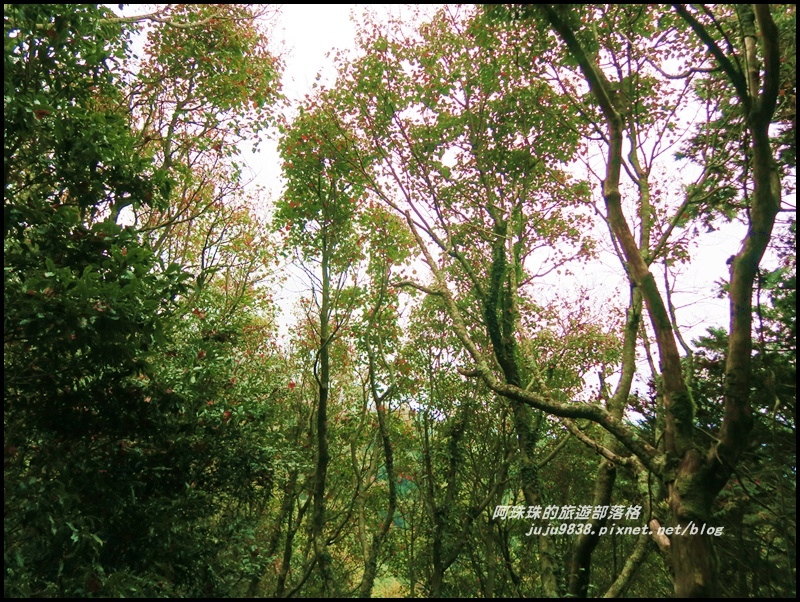 鳶嘴稍來步道14.JPG 鳶嘴稍來步道14.JPG