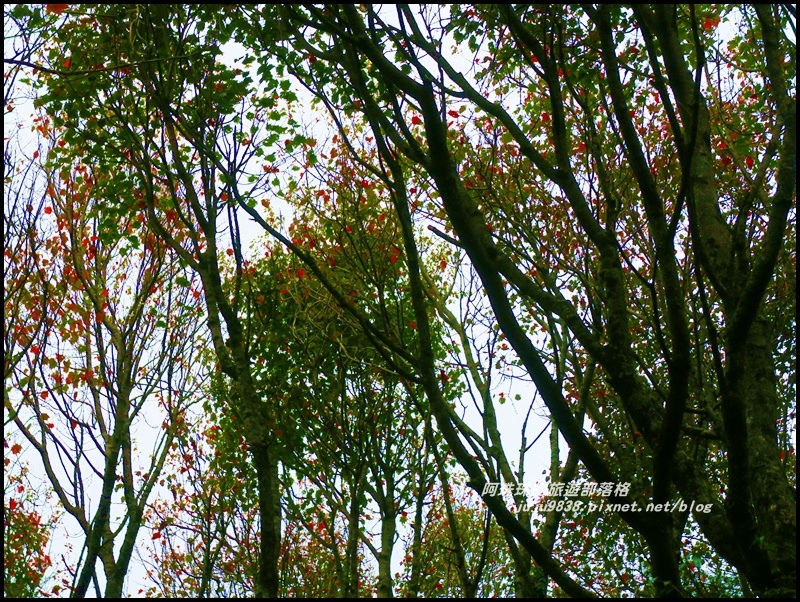 鳶嘴稍來步道18.JPG 鳶嘴稍來步道18.JPG