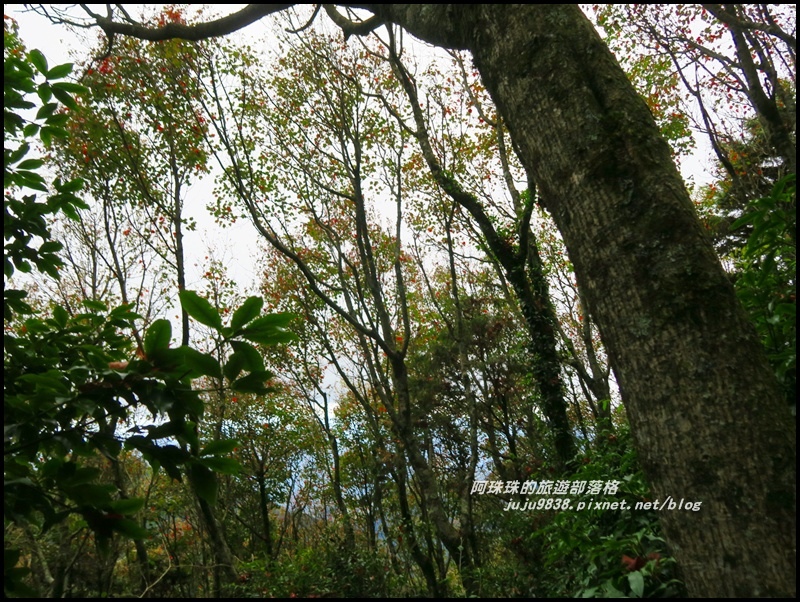 鳶嘴稍來步道20.JPG