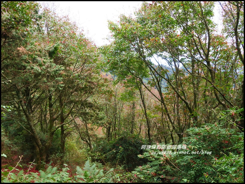 鳶嘴稍來步道21.JPG 鳶嘴稍來步道21.JPG