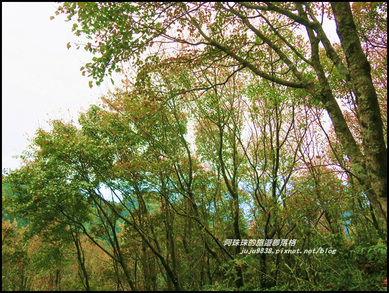 鳶嘴稍來步道22.JPG 鳶嘴稍來步道22.JPG