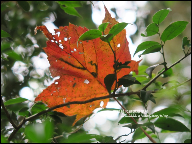 鳶嘴稍來步道23.JPG 鳶嘴稍來步道23.JPG