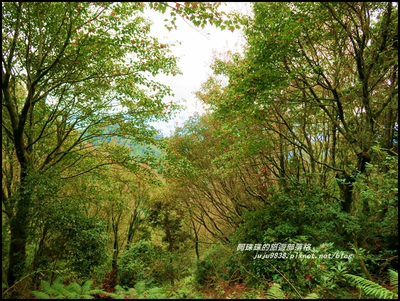 鳶嘴稍來步道24.JPG 鳶嘴稍來步道24.JPG