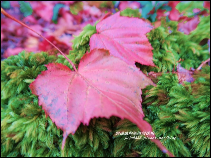 鳶嘴稍來步道25.JPG 鳶嘴稍來步道25.JPG