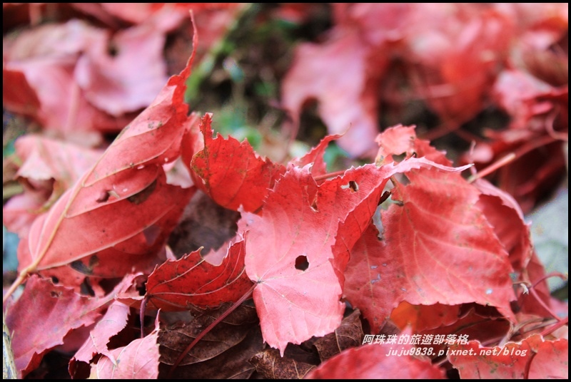 鳶嘴稍來步道39.JPG 鳶嘴稍來步道39.JPG