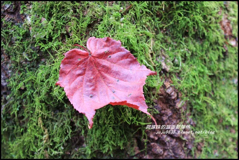 鳶嘴稍來步道44.JPG 鳶嘴稍來步道44.JPG