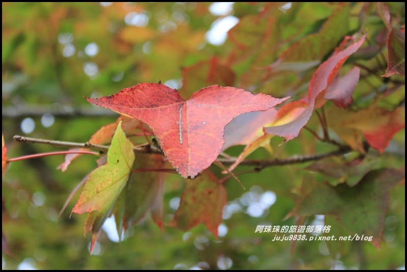 鳶嘴稍來步道55.JPG