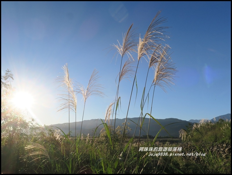 蘭陽溪甜根子草1.JPG 蘭陽溪甜根子草1.JPG
