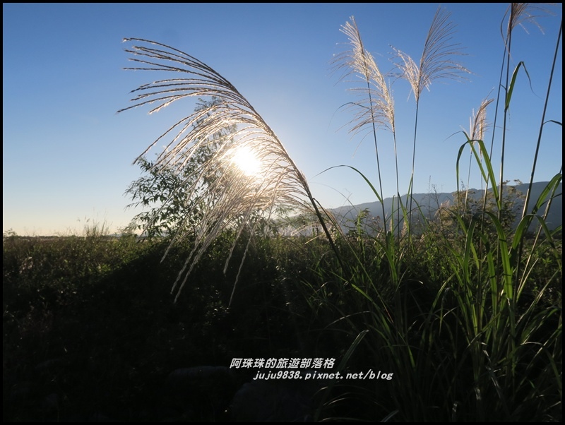 蘭陽溪甜根子草2.JPG 蘭陽溪甜根子草2.JPG